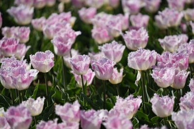 flowers,fringed,tulips,flower background,beautiful flowers,meadow,garden,flower wallpaper,nature,flora