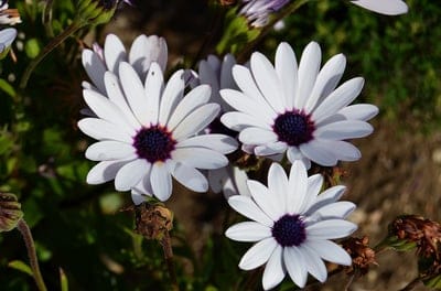 White African daisies with dark purple centers bloom against a blurred green garden background in macro detail.