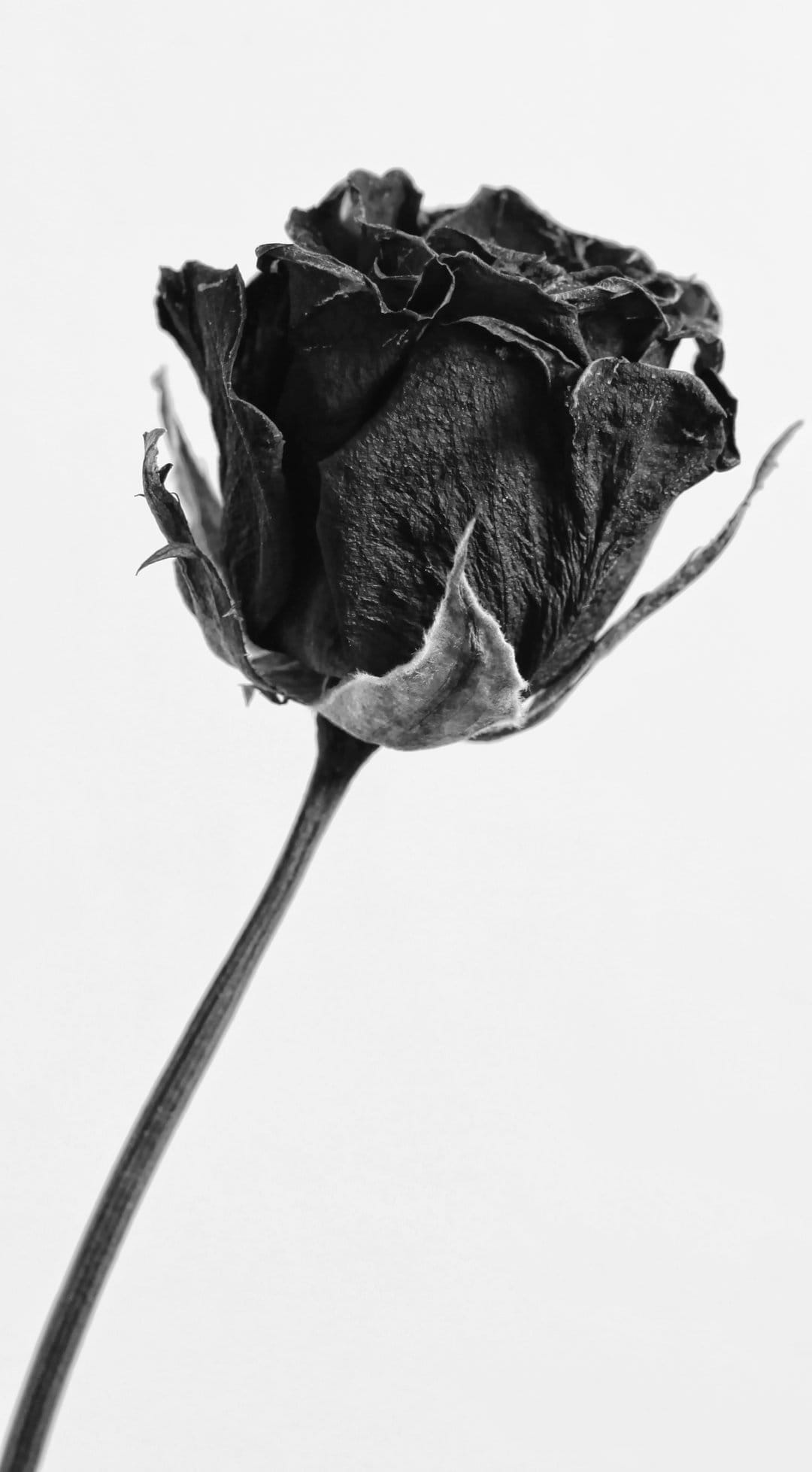 Dried rose petals with curled edges and deep shadows on a white background in high-contrast monochrome style.
