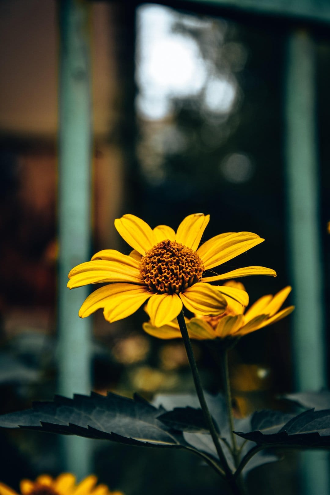 Yellow daisy with a textured brown center and bright petals stands out against a blurred dark teal background.