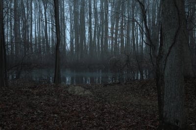 Woods  wallpaper,Woods,woods view,desktop wallpaper,iPhone Woods  wallpaper