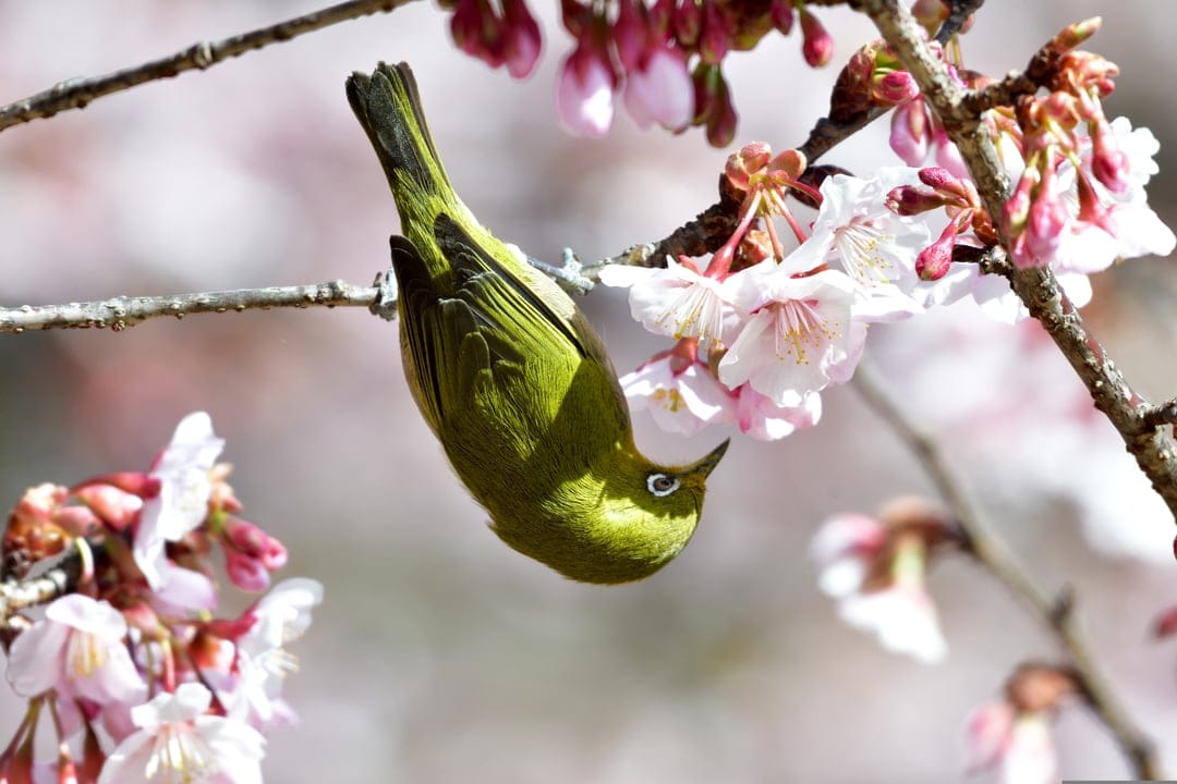 Green bird with a white eye-ring clings upside down to a pink cherry blossom branch with a soft bokeh background.