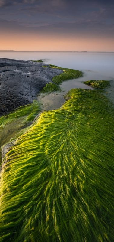 Seaweed, coast, nature, landscape, peaceful, serene, tranquil, beautiful, outdoor, green, rocks, ocean, sky, colorful, dramatic, shore, peaceful scene, vibrant, algae, calm, ethereal