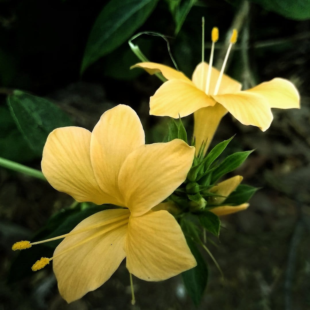 Bright yellow petals with detailed central stamens rest against a dark, blurry background of green leaves.