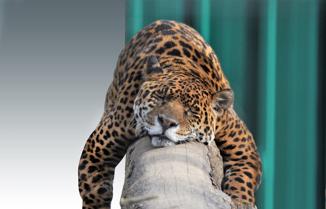 Jaguar with spotted rosettes sleeps on a weathered log against a blurred green enclosure background.