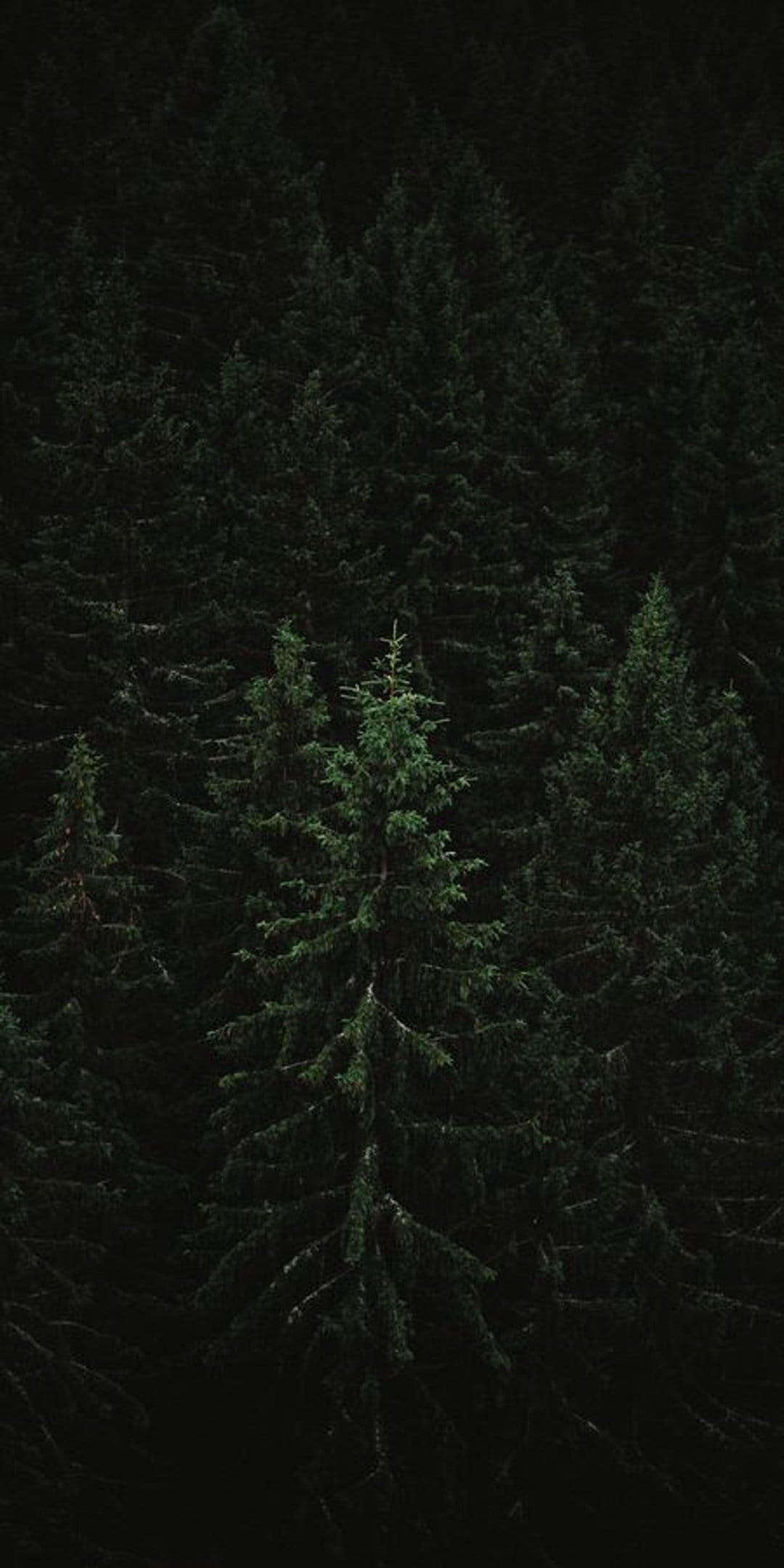Dark green coniferous tree crowns overlap in a dense aerial view, showing sharp pine needles and deep shadows.