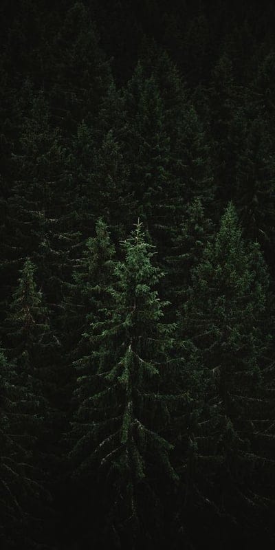 Forest, Green, Trees, Coniferous, Pine, Evergreens, Nature, Dense, Woodland, Dark, Serene, Environment, Natural, Outdoors, Landscape, Abundant, Mysterious, Tranquil, Foliage, Wilderness