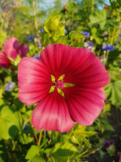 flower,nature,garden,beautiful flowers,flower wallpaper,plant,summer,flower background,leaf