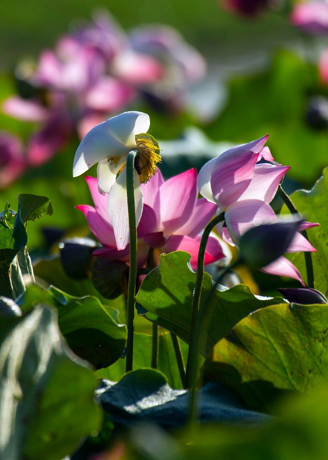 Pink lotus flowers bloom among green lily pads in a sunlit pond with a soft blur background for a vertical screen.