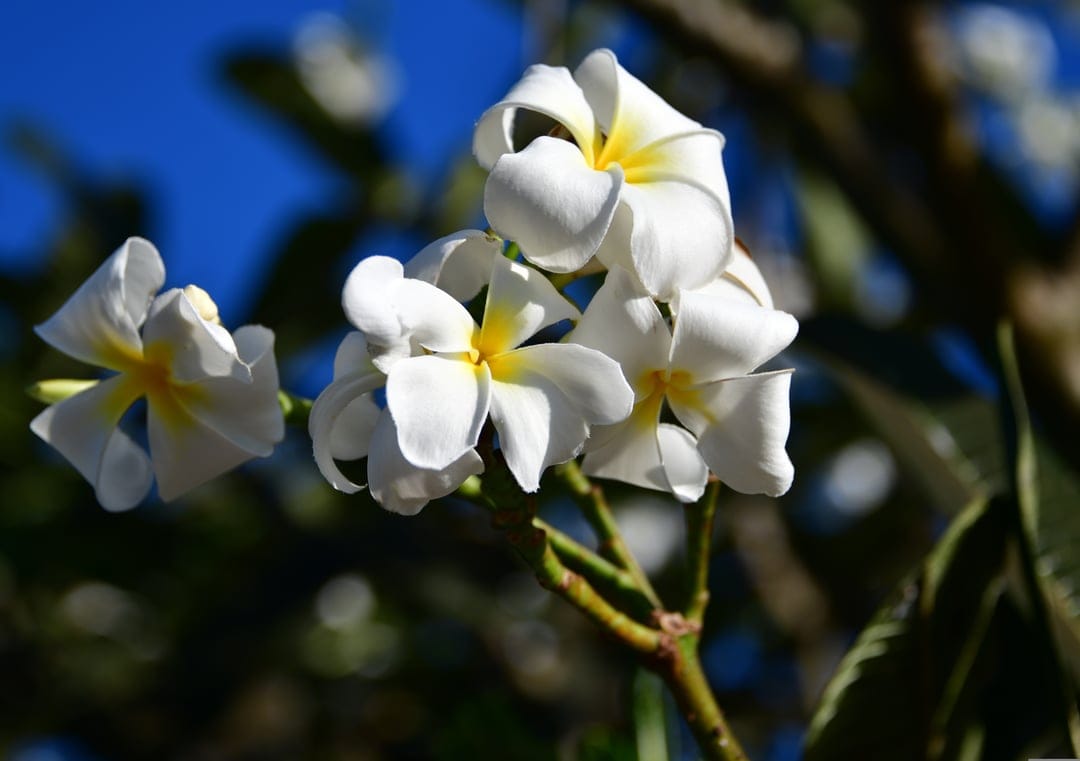 White plumeria flowers with yellow centers cluster together against a blurred blue sky and dark green leaves.