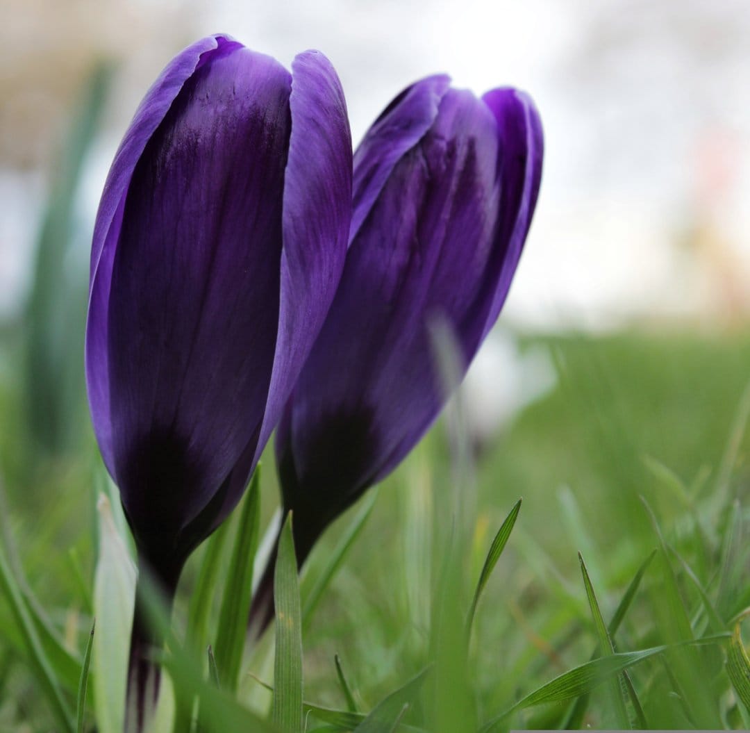 Two purple crocus buds rise from green grass blades with a soft bokeh background and detailed petal textures.