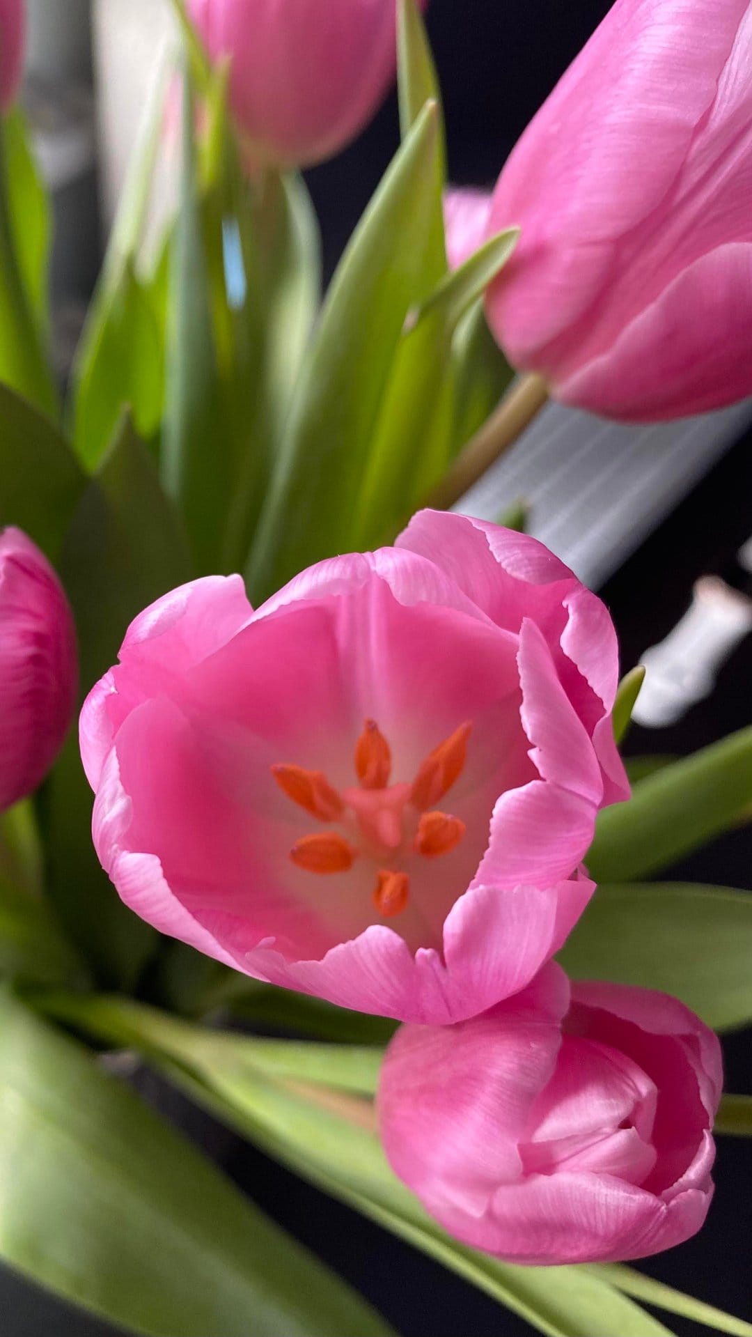 Pink tulips show soft petals and bright orange stamens against green leaves in a close-up vertical composition.