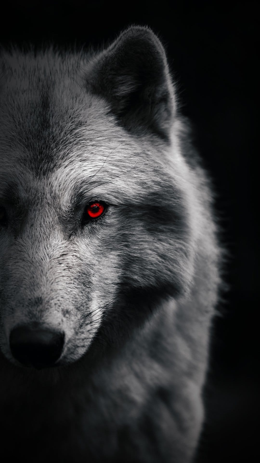 Wolf face in grayscale showing detailed fur and glowing red eyes against a solid black, shadowy background.