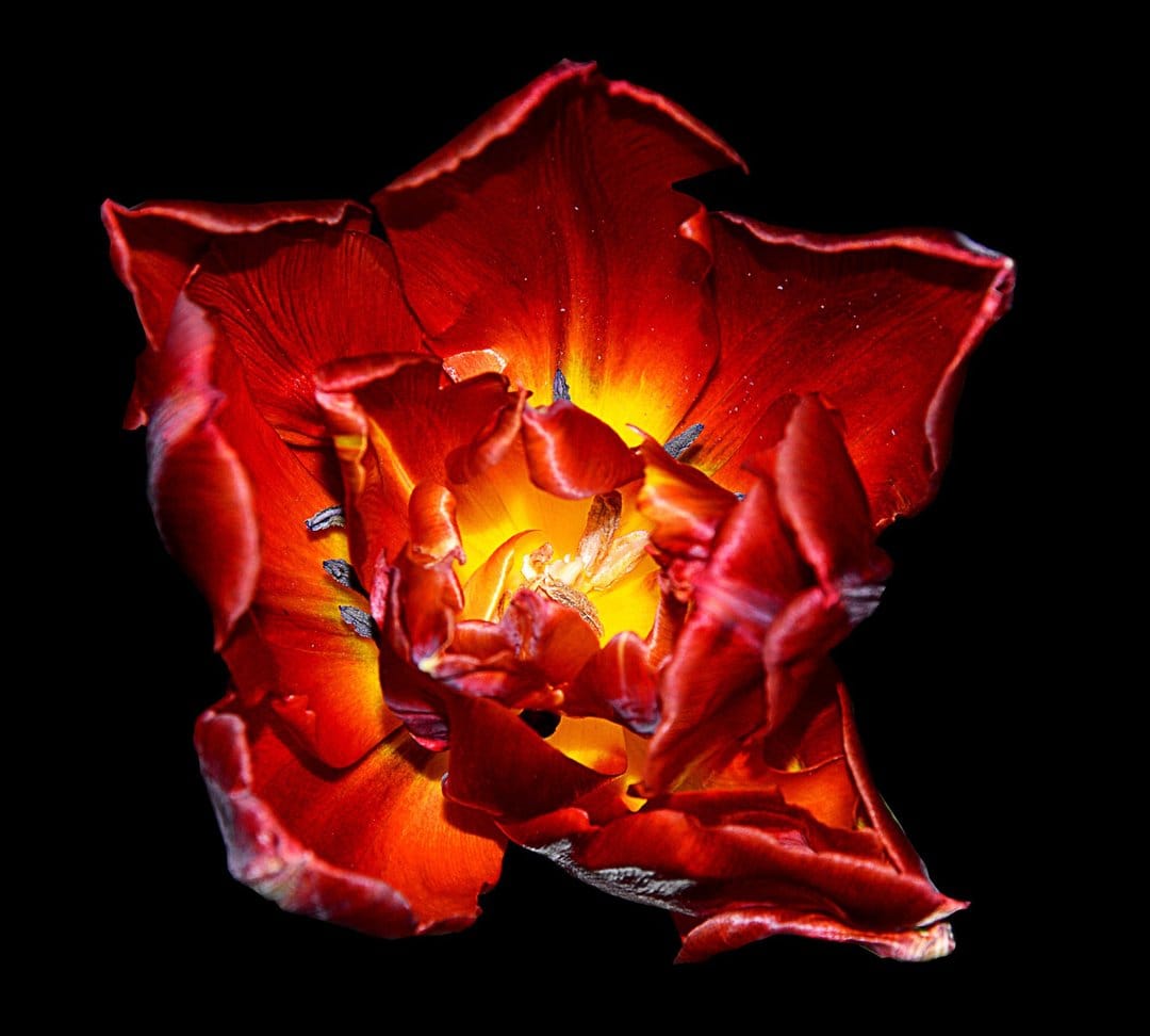 Red ruffled tulip with a bright yellow center opens against a solid black background in a macro close-up.