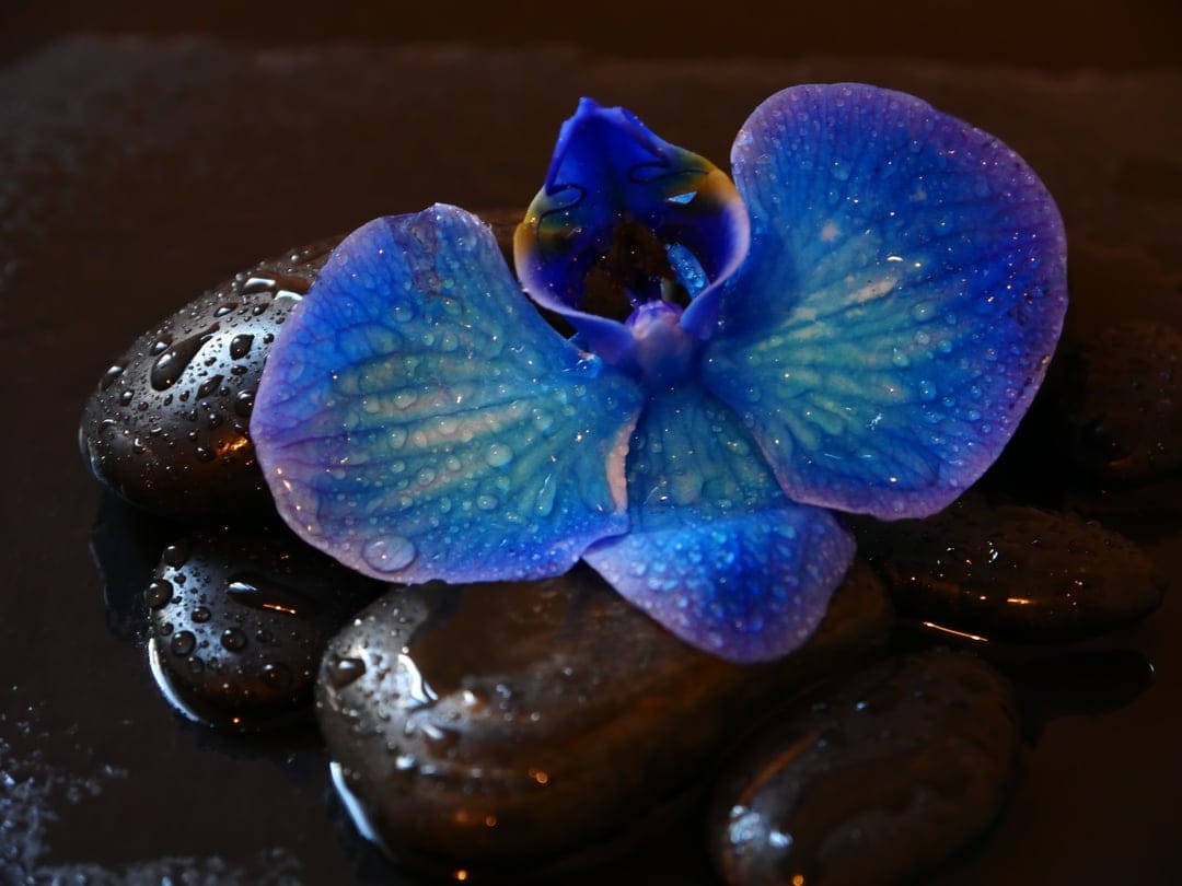 Blue orchid petals with water droplets resting on wet black river stones in a close-up botanical scene.