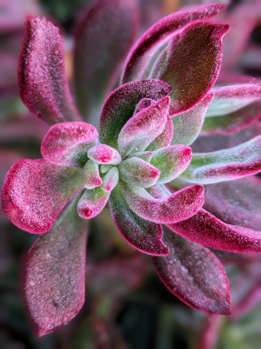 Fuzzy pink-edged succulent leaves with a soft green center captured in a detailed macro botanical close-up.