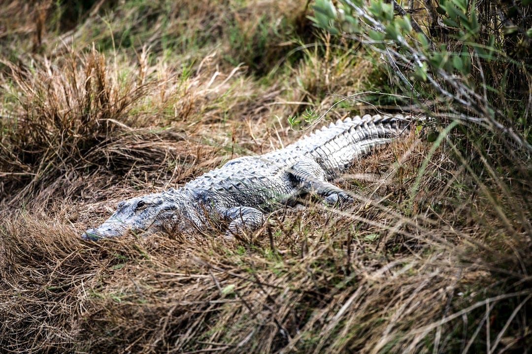 Alligator with scaly gray skin rests in tall dry yellow grass with green shrubs in the blurred background.