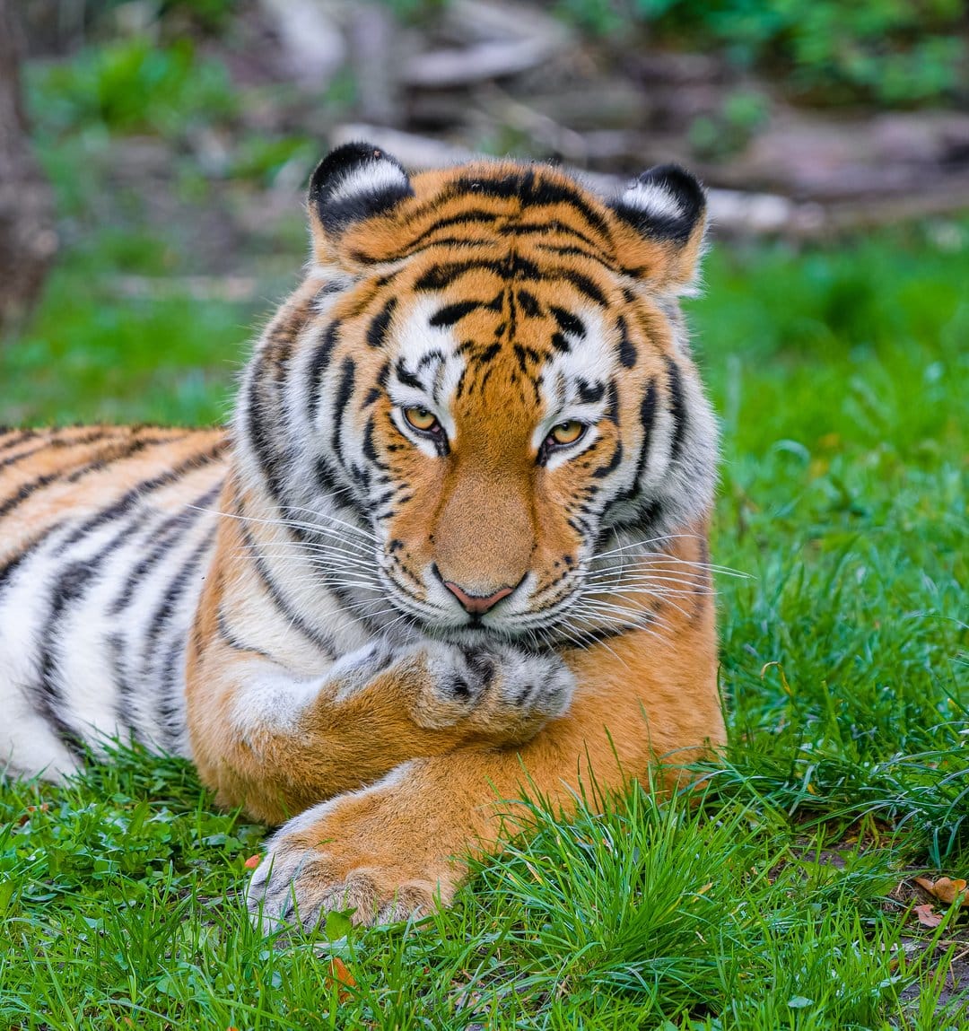 Tiger with orange and black stripes lies on green grass with its front paws crossed and eyes looking forward.