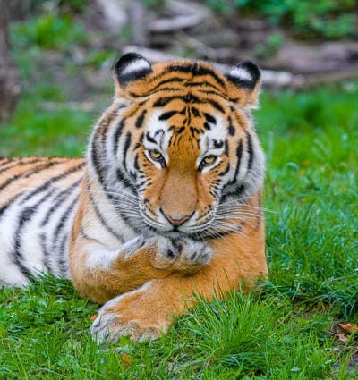 siberian tiger,tiger,predator,big cat,grass,paw