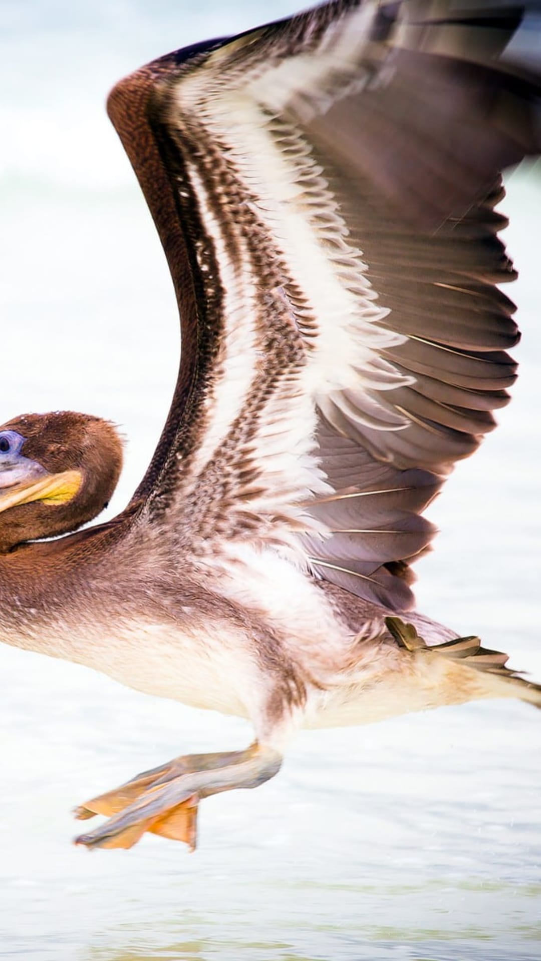 Brown pelican with spread wings and yellow beak flying low over shimmering water against a white background.