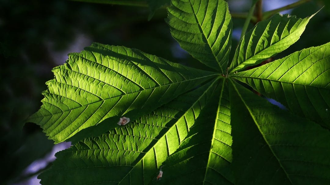 Green leaf veins glow with translucent light, showing intricate skeletal patterns and dark shadows in macro.