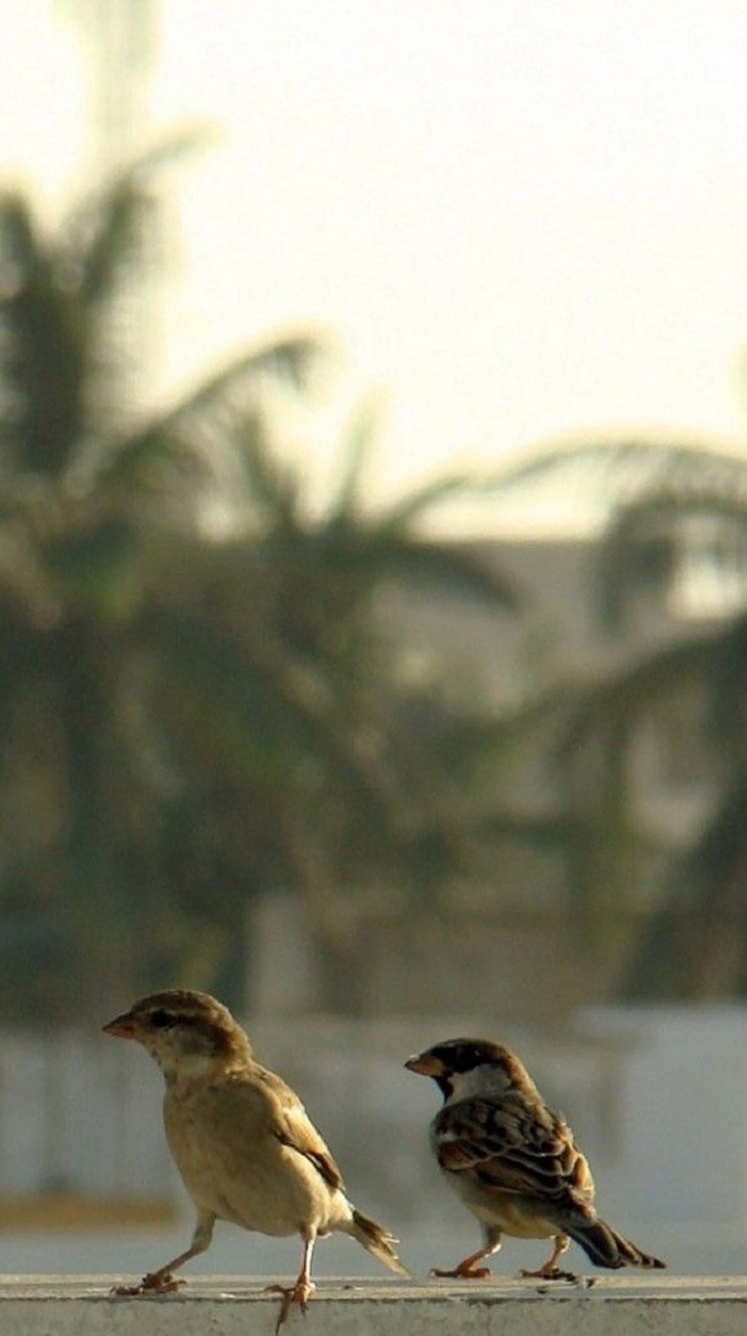 Two sparrows with brown feathers sit on a stone ledge with blurred green palm trees and a building in the distance.
