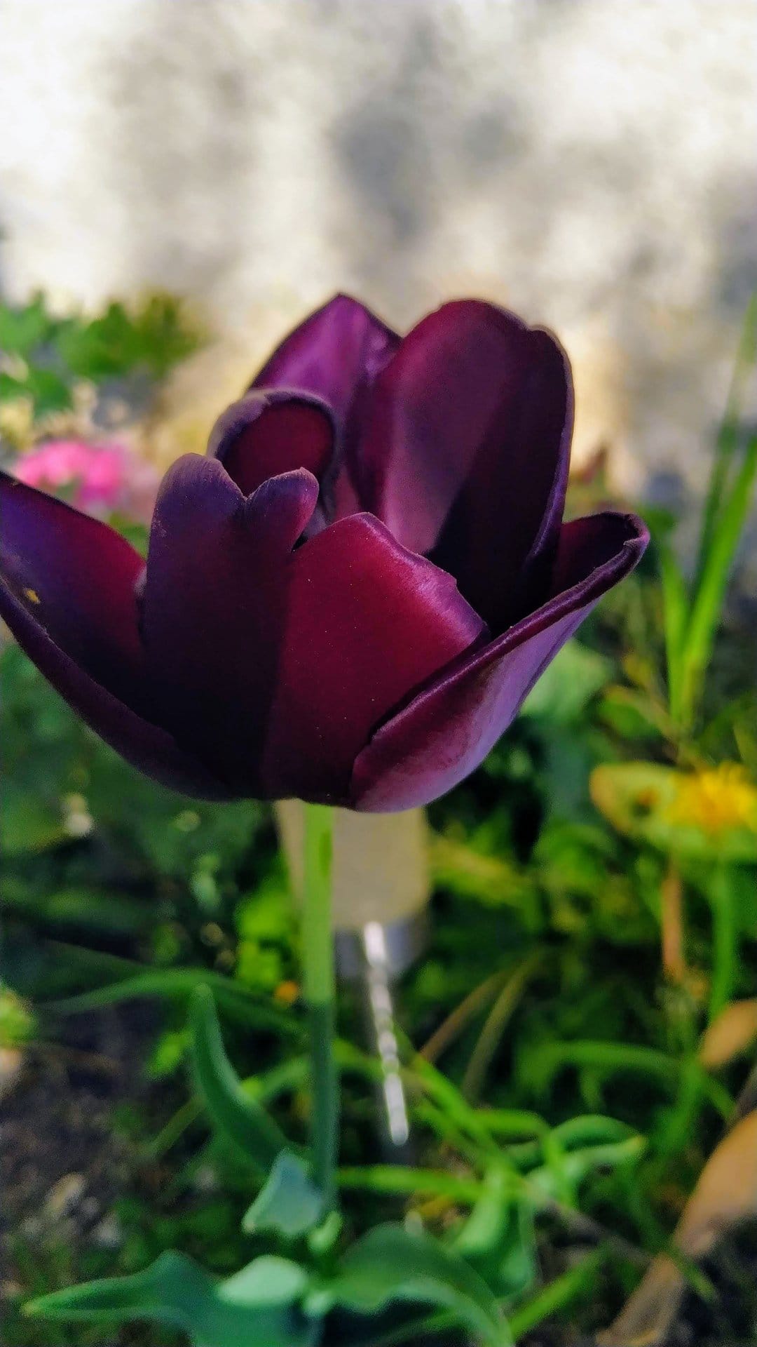 Purple tulip petals with a velvety texture stand against a soft green bokeh background in a vertical crop.