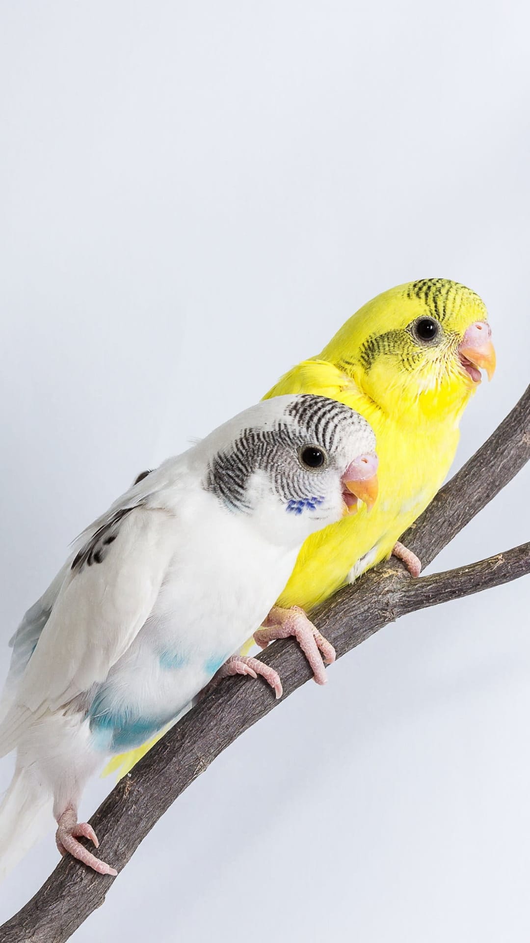 White parakeet with blue markings and a yellow budgie perch on a brown branch against a clean white background.