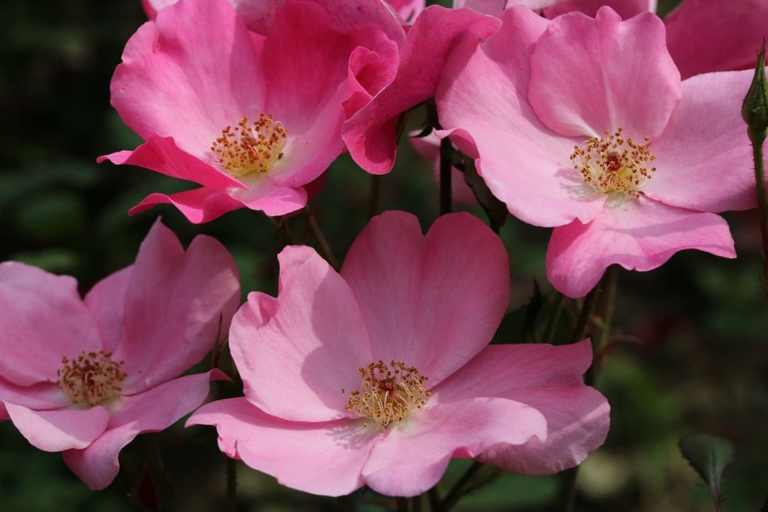 Pink wild roses with golden stamens bloom in a cluster against a blurred green leafy background in soft light.