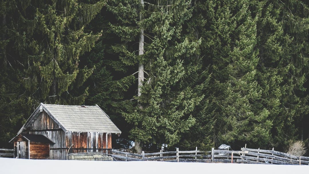 Weathered wooden cabin and a split-rail fence sit amidst snow-dusted evergreen trees in a wintry alpine forest.