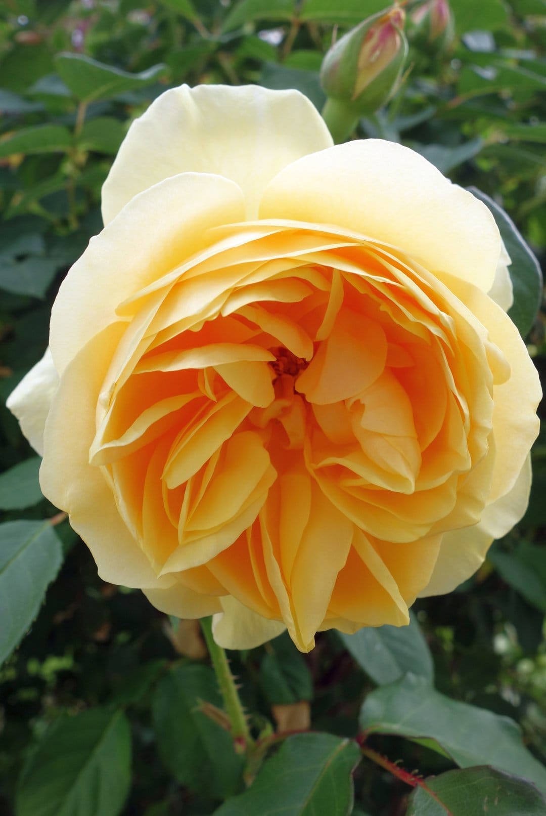 Ruffled yellow rose petals with apricot centers bloom against a soft green foliage background in a close-up view.