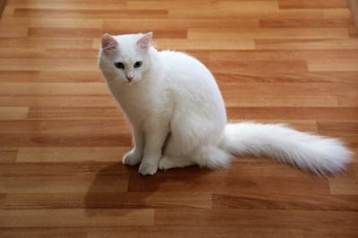 Fluffy white cat with blue eyes sits on a polished wooden floor with its long bushy tail fanned out behind it.