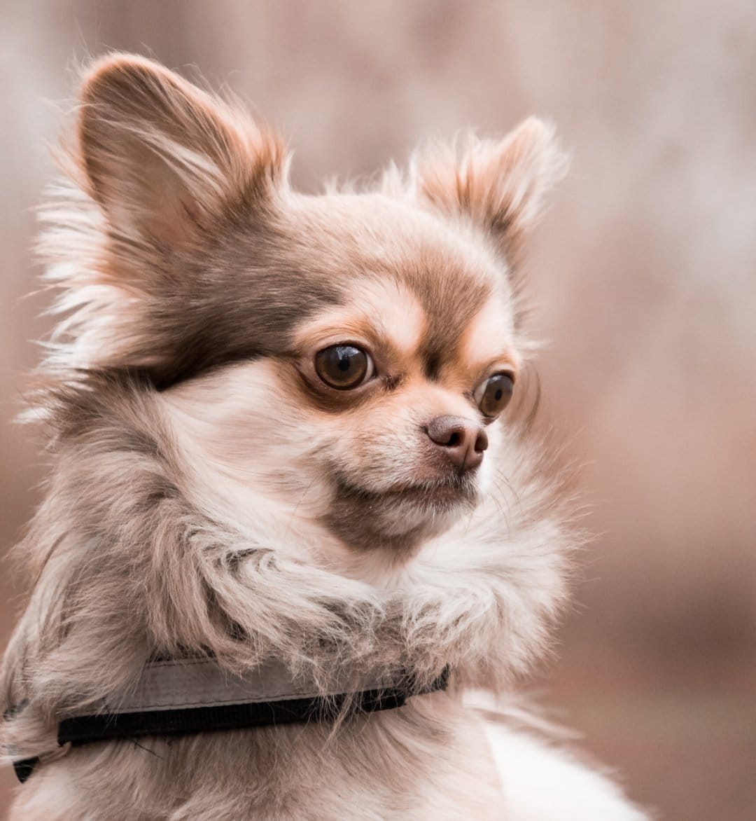 Long-haired Chihuahua with cream fur and large brown eyes wearing a grey collar against a soft blurred background.