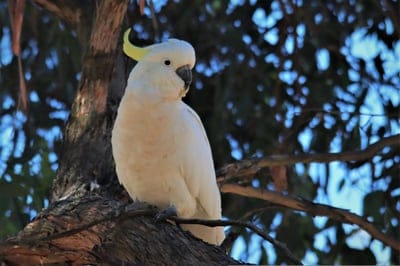 sulphur-crested cockatoo,tree,white,desktop backgrounds,cool backgrounds,native,free background,full hd wallpaper,Australian,wallpaper 4k,wildlife,Adelaide,Australia,windows wallpaper,bird,4k wallpaper,free wallpaper,watching,avian,4k wallpaper