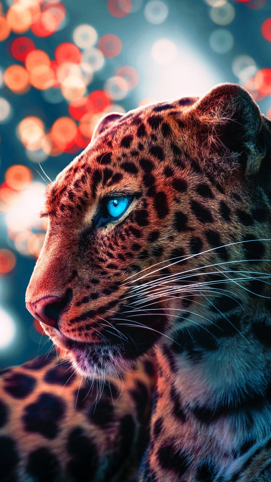Leopard with bright blue eyes and spotted fur stares intently amidst a soft background of glowing bokeh lights.