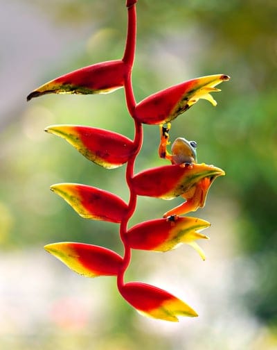 heliconia,lobster claws,flora,amphibian,frog,nature,animal,wildlife