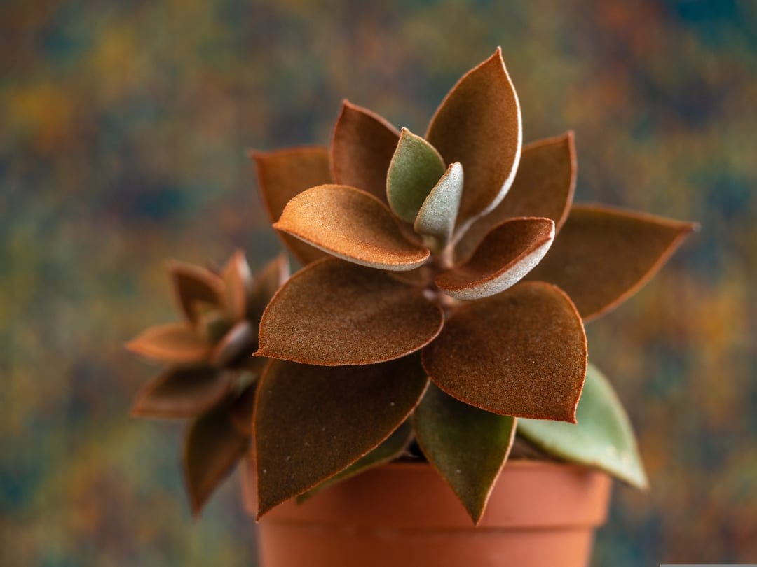 Copper Echeveria rosette in a terracotta pot against a blurred brown background with soft natural lighting.