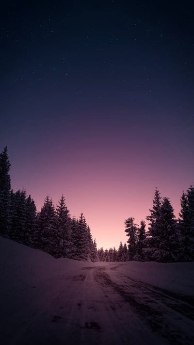 road,forest,trees,snow,night,stars