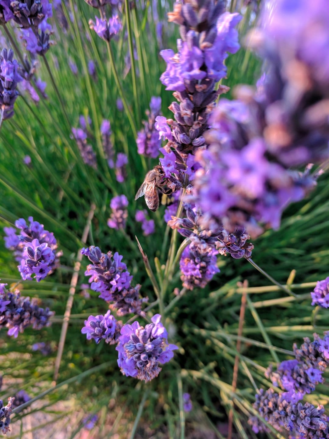 Fuzzy honeybee pollinating a purple lavender flower under soft morning sunlight against a green bokeh background.