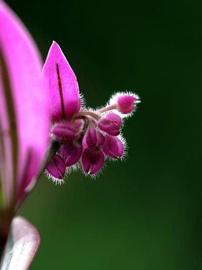 Pink flower buds with fuzzy edges rest against a dark green blur, highlighting fine botanical textures and detail.