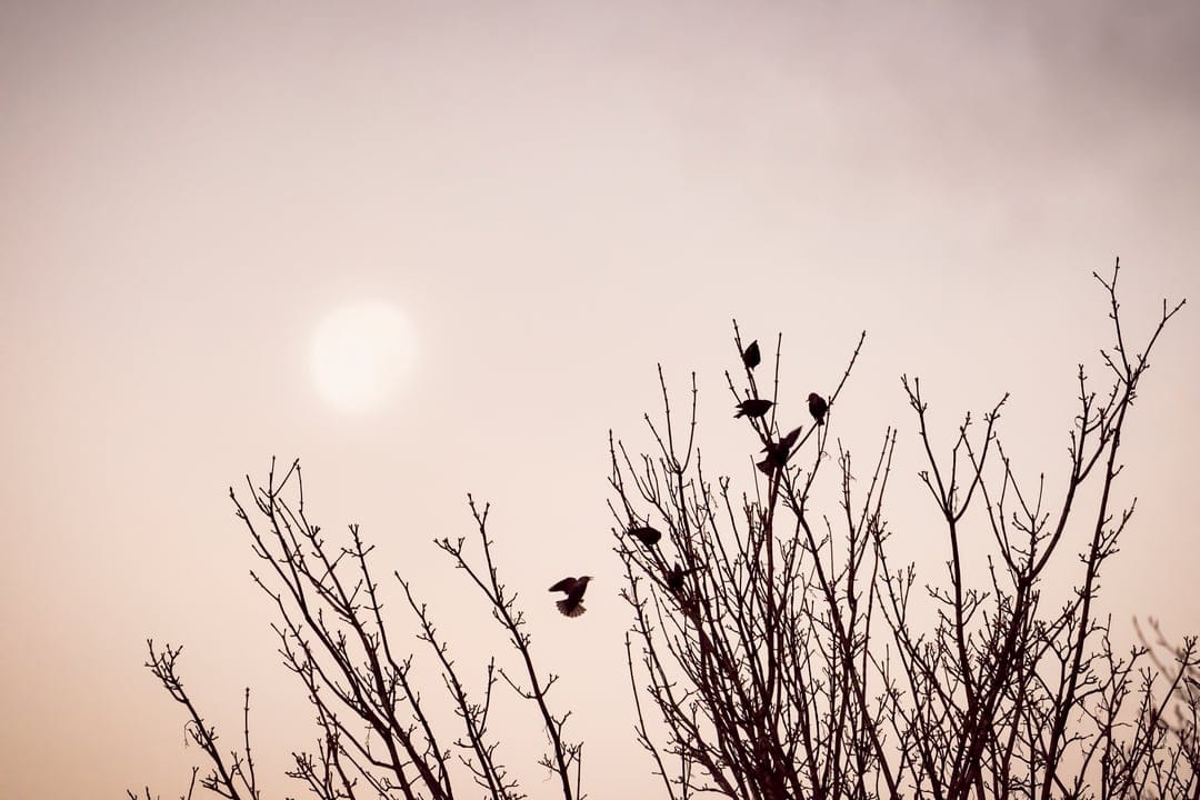 Tiny birds perched and flying around bare tree branches silhouetted against a hazy, pale atmospheric sky.