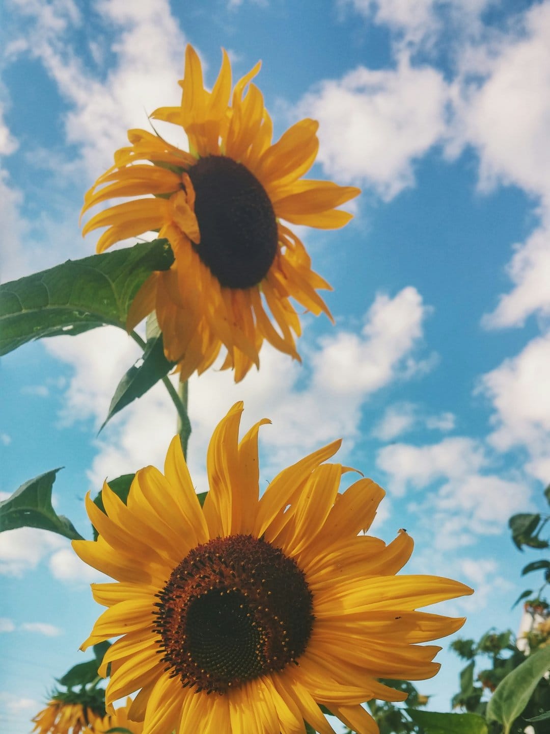 Two sunflowers with yellow petals and dark centers bloom against a blue sky with fluffy white clouds.