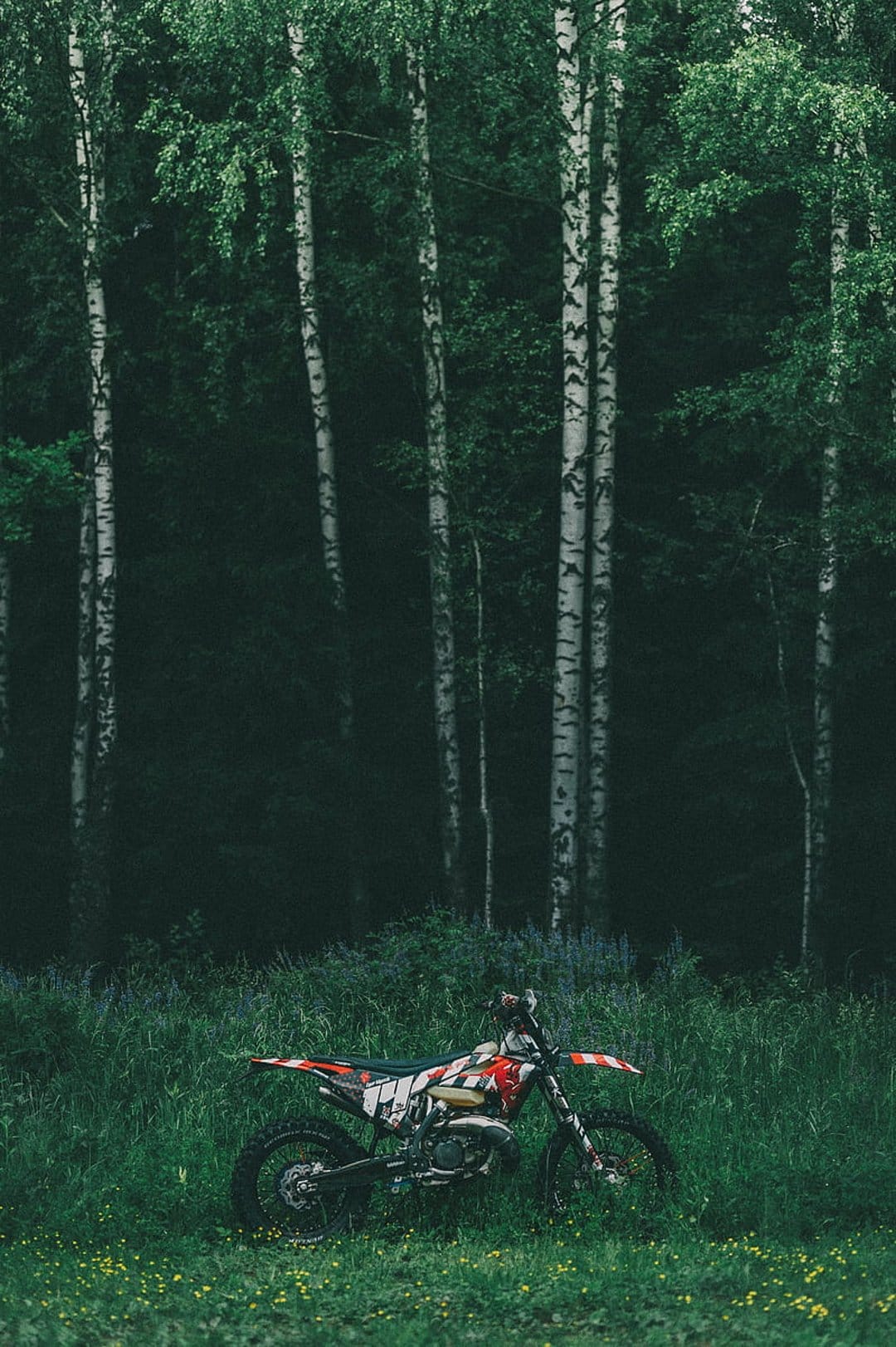 Red and white dirt bike parked in a grassy meadow among tall white birch trees during a bright summer day.