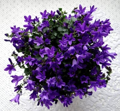 Purple bellflowers with five-pointed petals rest on a white textured surface in a top-down floral view.