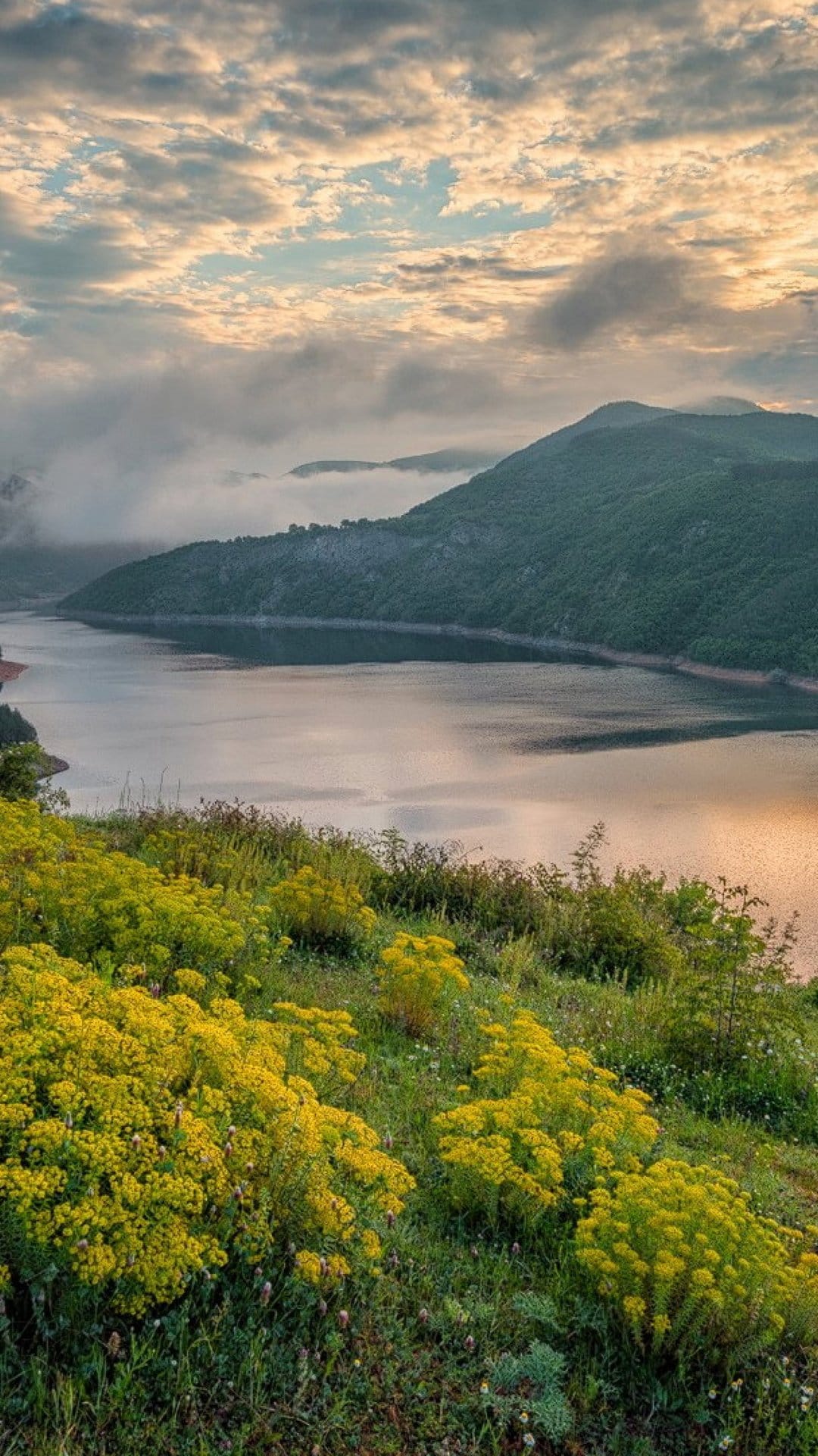 Yellow wildflowers on a foggy green hillside overlooking a calm lake during a soft golden mountain sunrise.