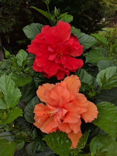 Red and orange double hibiscus flowers with yellow stamens surrounded by green leaves and unopened buds.