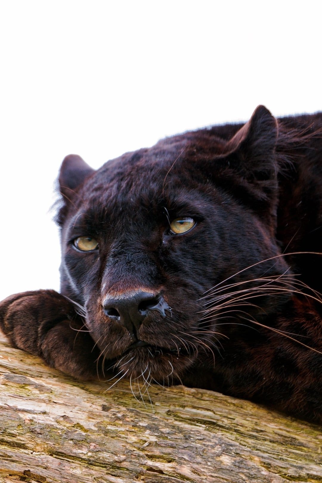 Black panther with piercing yellow eyes rests its head on a weathered wooden log against a stark white background.