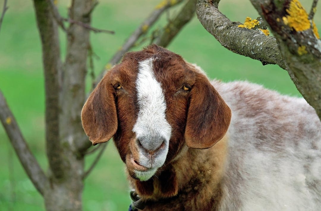 Brown and white goat with long floppy ears looks directly ahead against a blurred green pasture background.