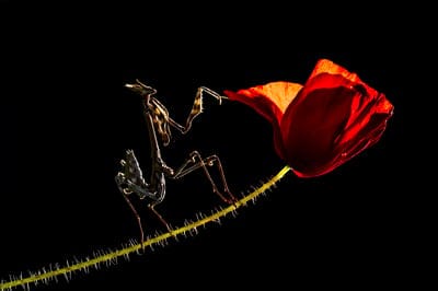 conehead mantis,common poppy,praying mantis,4k wallpaper,mantis,animal,insect,nature background,floral background,wallpaper 4k,flower,beautiful nature,plant,mac wallpaper,4k wallpaper,beautiful wallpaper,nature,black,red,free wallpaper