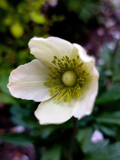 White anemone flower with yellow stamen centered against a soft green and lavender purple bokeh background.